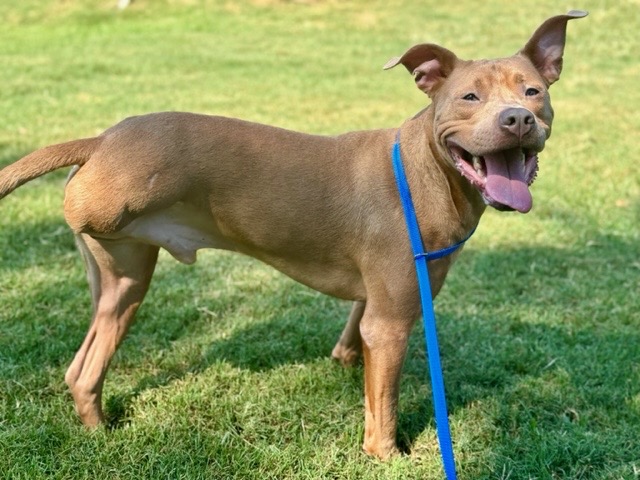 Luke, Adoptable, Young Male Pit Bull Terrier.