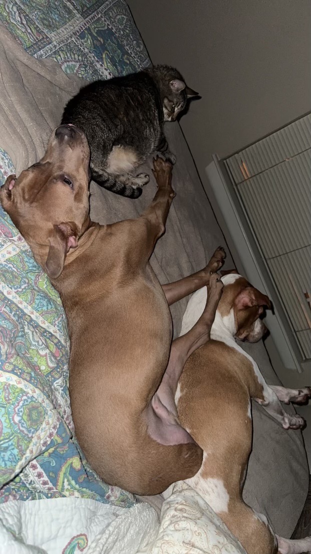 Luke, a Adoptable Pit Bull Terrier in Warwick, RI image 4/5