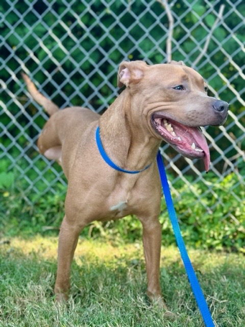 Luke, a Adoptable Pit Bull Terrier in Warwick, RI image 3/5