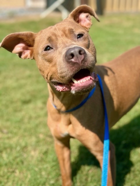 Luke, Adoptable, Young Male Pit Bull Terrier.