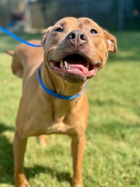 Luke, a Adoptable Pit Bull Terrier in Warwick, RI image 5/5