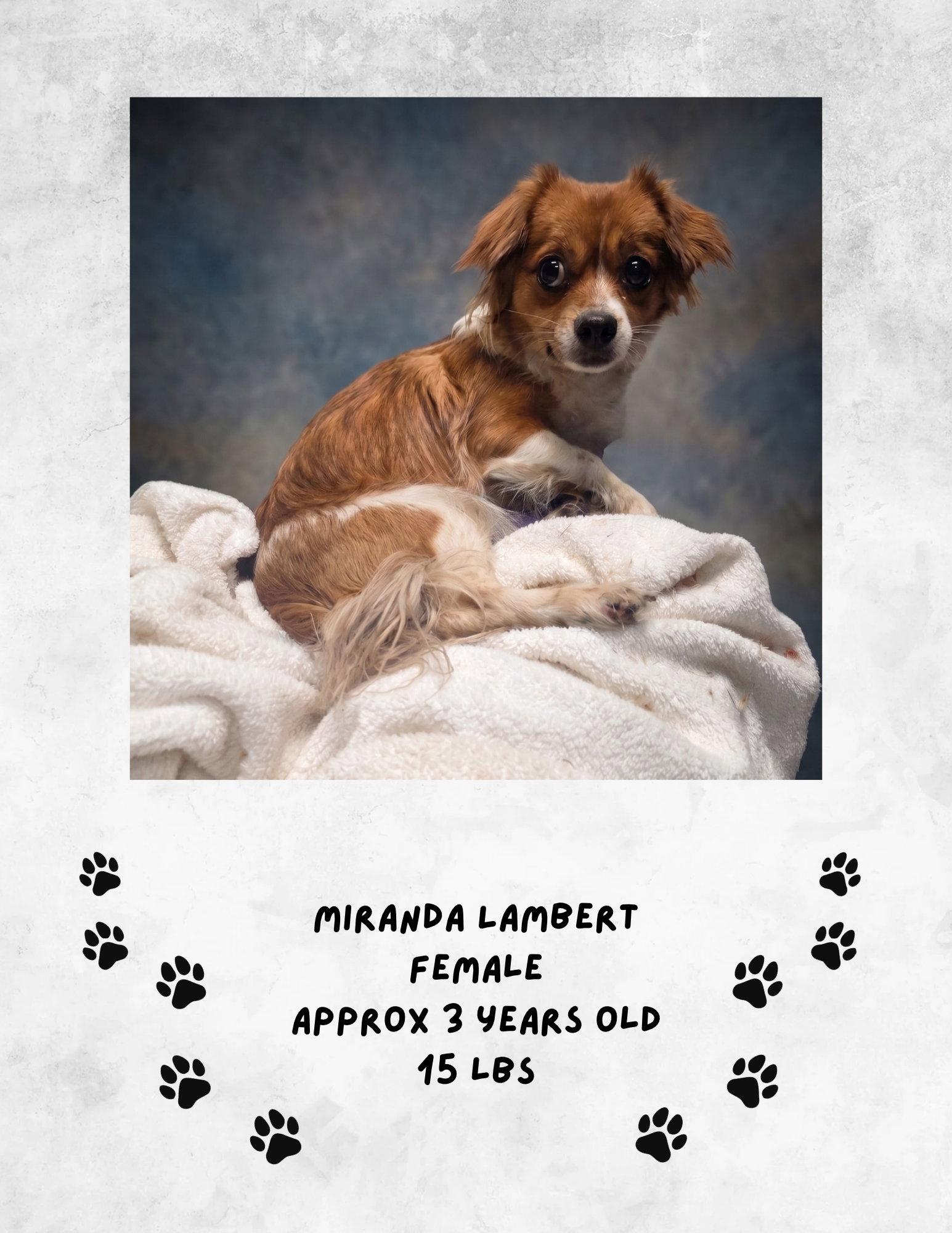 Miranda Lambert, Adoptable, Young Female Chihuahua.