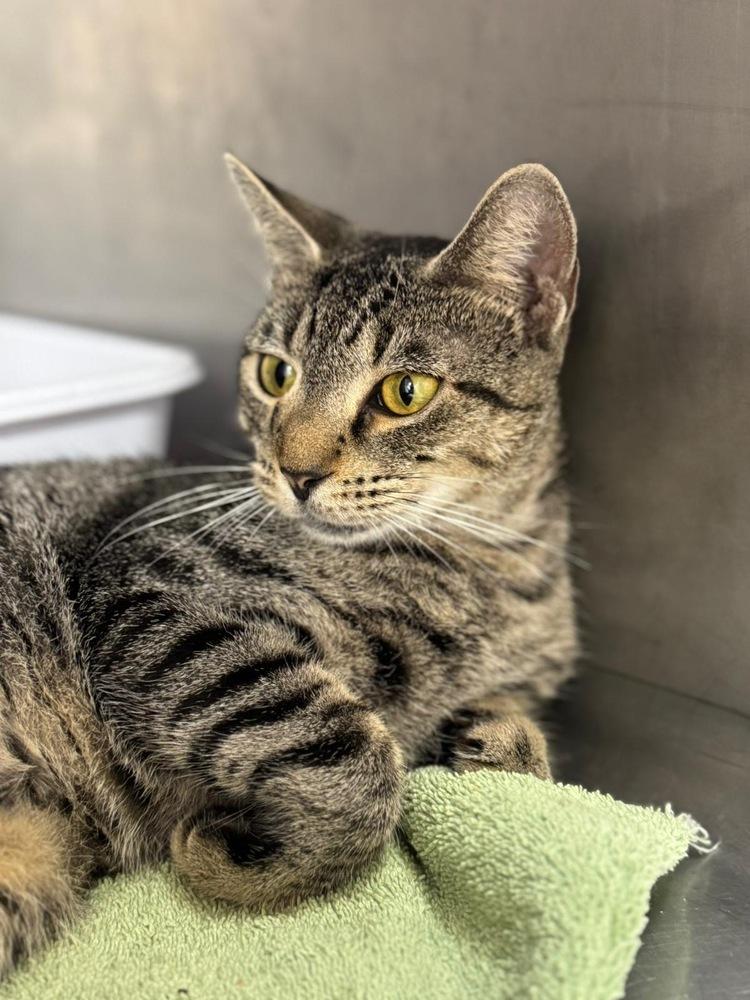 Radical Razr, Adoptable, Young Male Domestic Short Hair & Tabby.