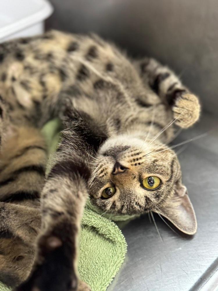 Radical Razr, a Adoptable mixed breed in Randolph, MA image 3/3