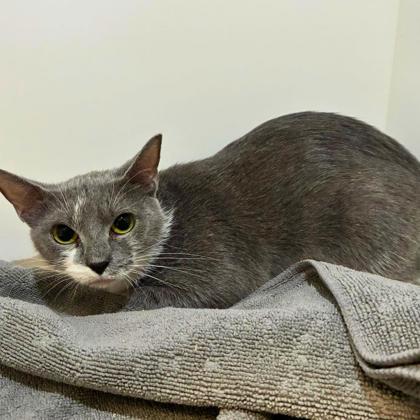 Skittles, Adoptable, Adult Female Domestic Short Hair & Domestic Short Hair.