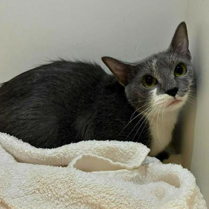 Skittles, Adoptable, Adult Female Domestic Short Hair & Domestic Short Hair.