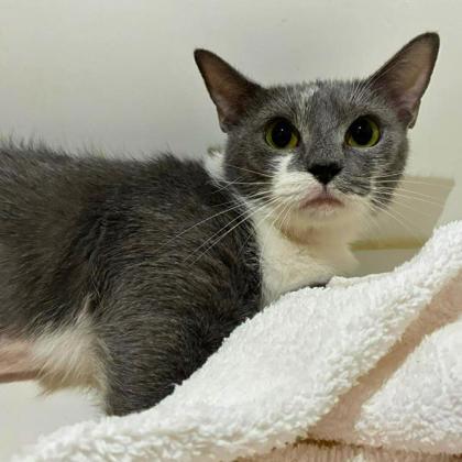 Enlarge Skittles, a Adoptable mixed breed in Gastonia, NC image 3/3