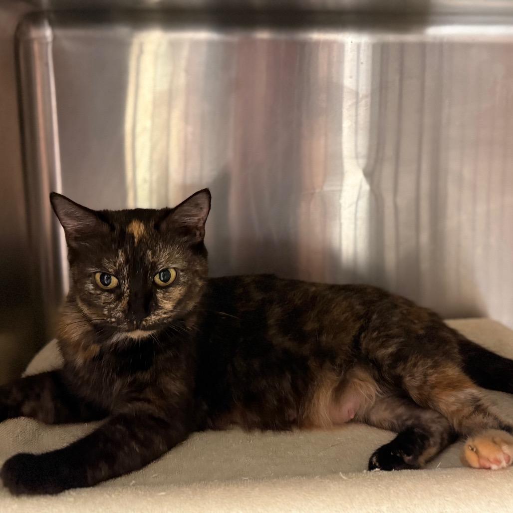 Marigold 7850, Adoptable, Adult Female Domestic Short Hair.