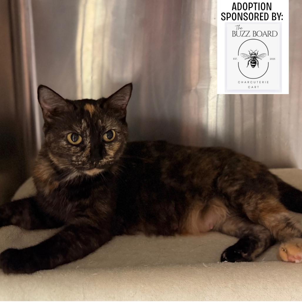 Enlarge Marigold 7850, a Adoptable Domestic Short Hair in Hamilton, GA image 2/6