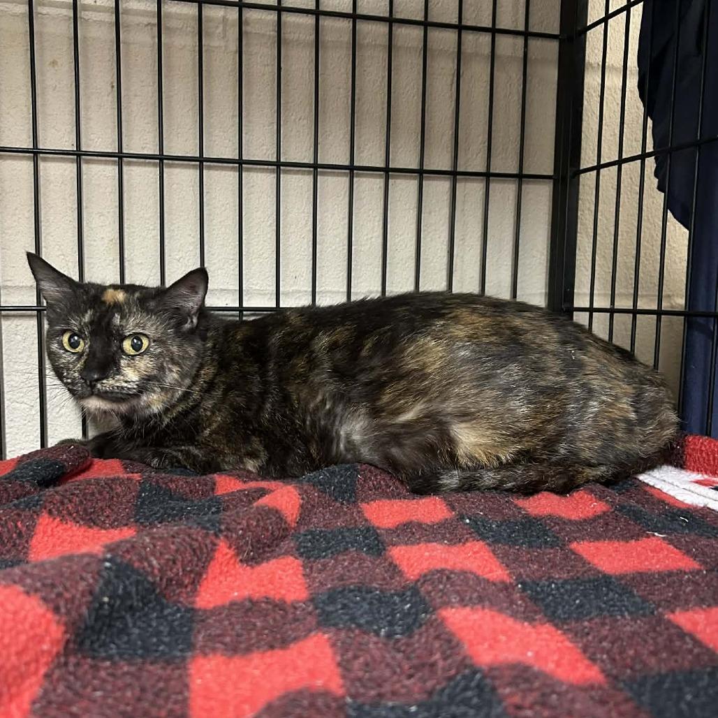 Enlarge Marigold 7850, a Adoptable Domestic Short Hair in Hamilton, GA image 3/6