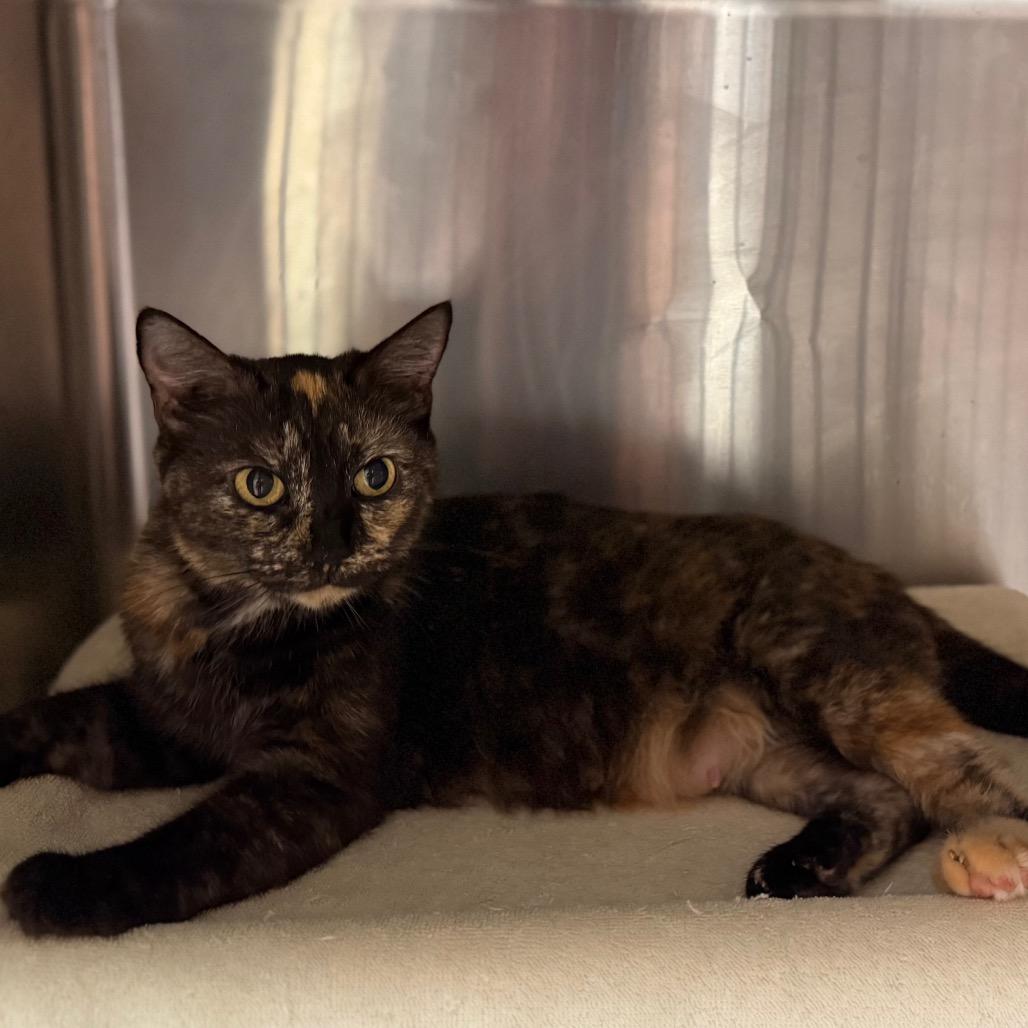 Enlarge Marigold 7850, a Adoptable Domestic Short Hair in Hamilton, GA image 4/6