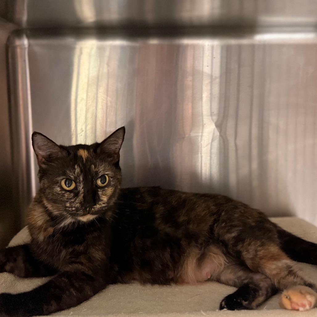 Enlarge Marigold 7850, a Adoptable Domestic Short Hair in Hamilton, GA image 5/6