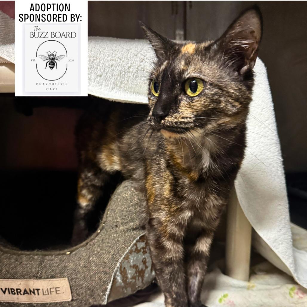 Enlarge Marigold 7850, a Adoptable Domestic Short Hair in Hamilton, GA image 6/6