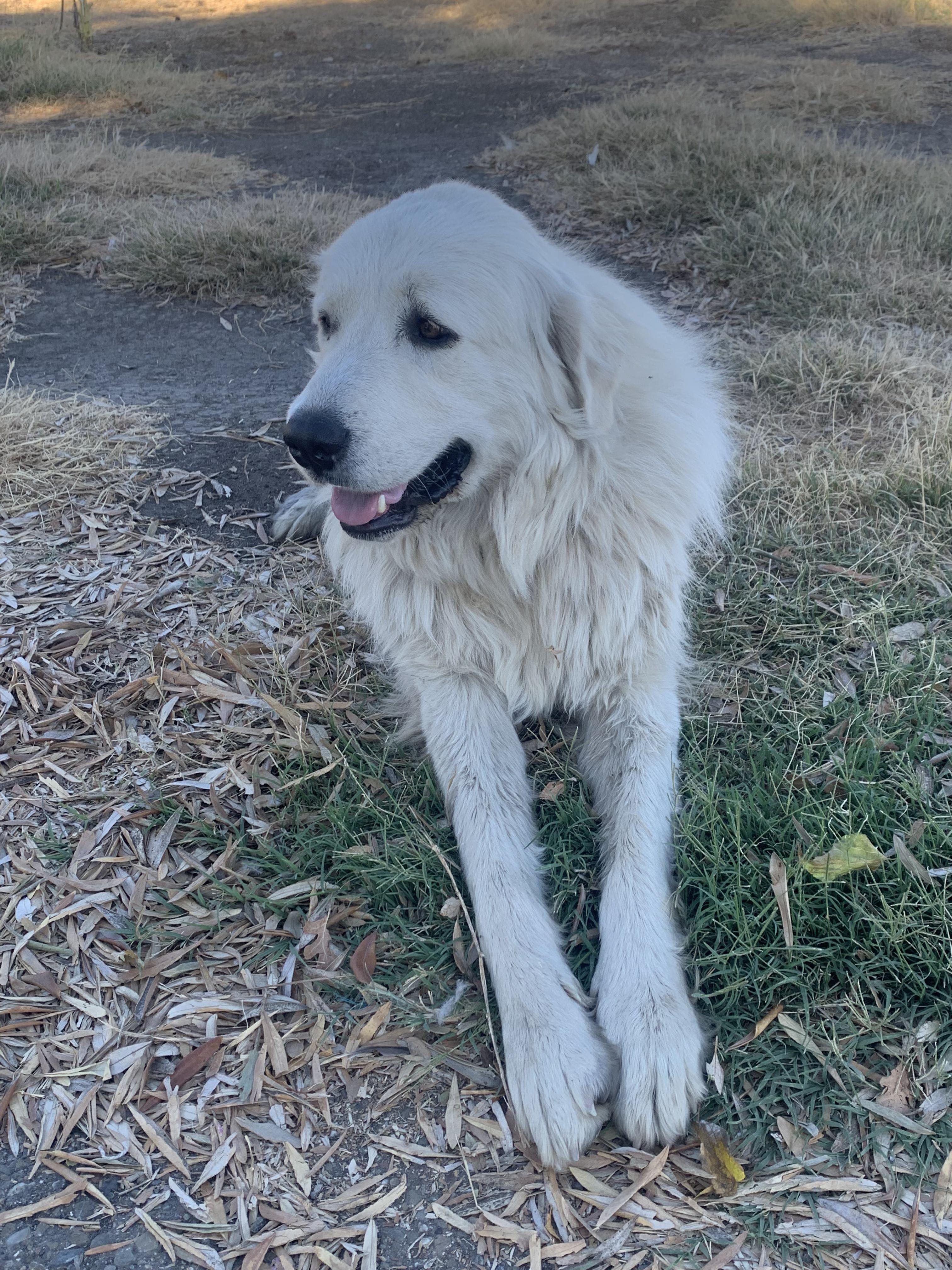 Enlarge Casper, an adopted Great Pyrenees in Tracy, CA image 2/3