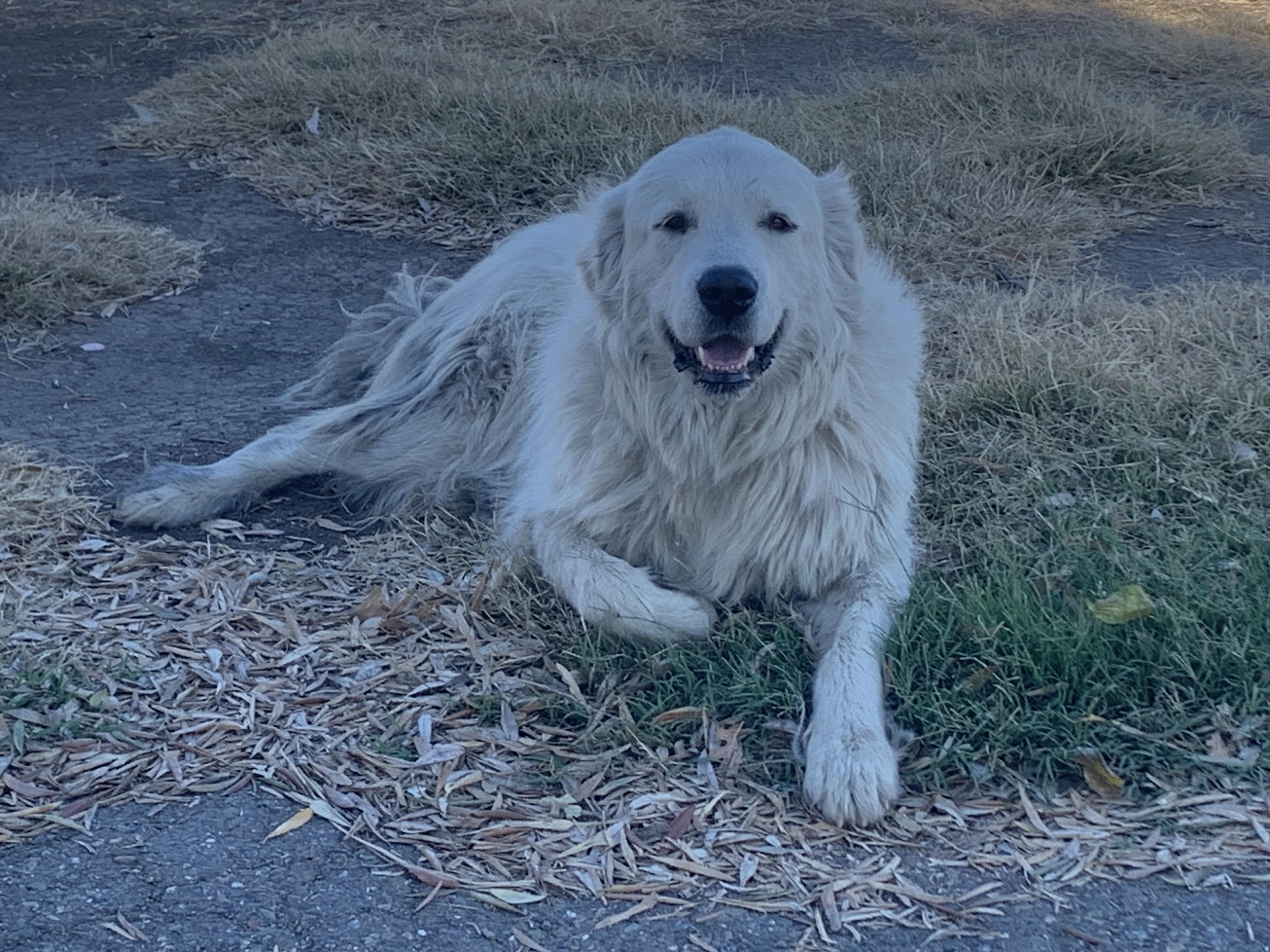 Enlarge Casper, an adopted Great Pyrenees in Tracy, CA image 3/3