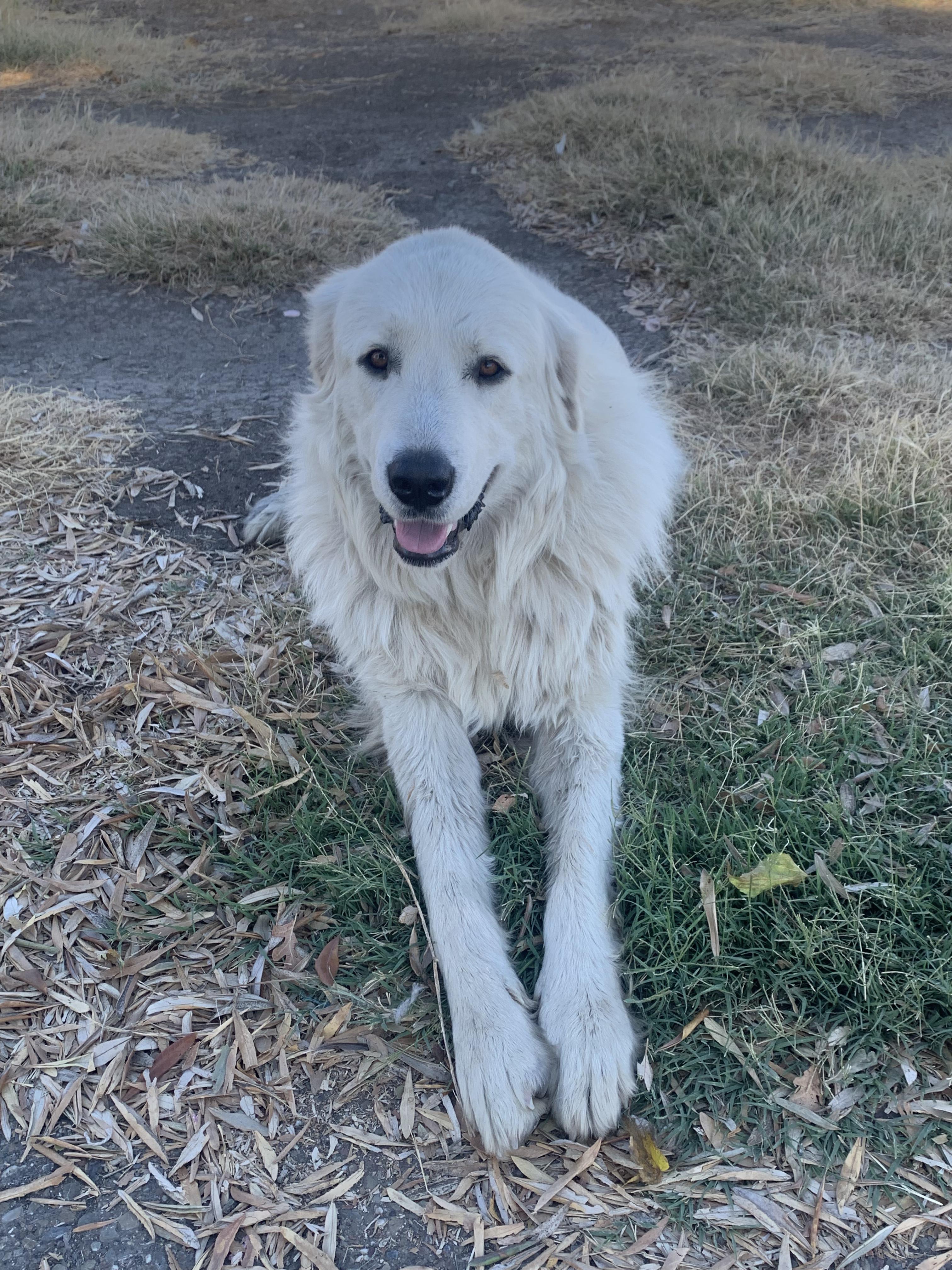 Casper, adopted, Adult Male Great Pyrenees.