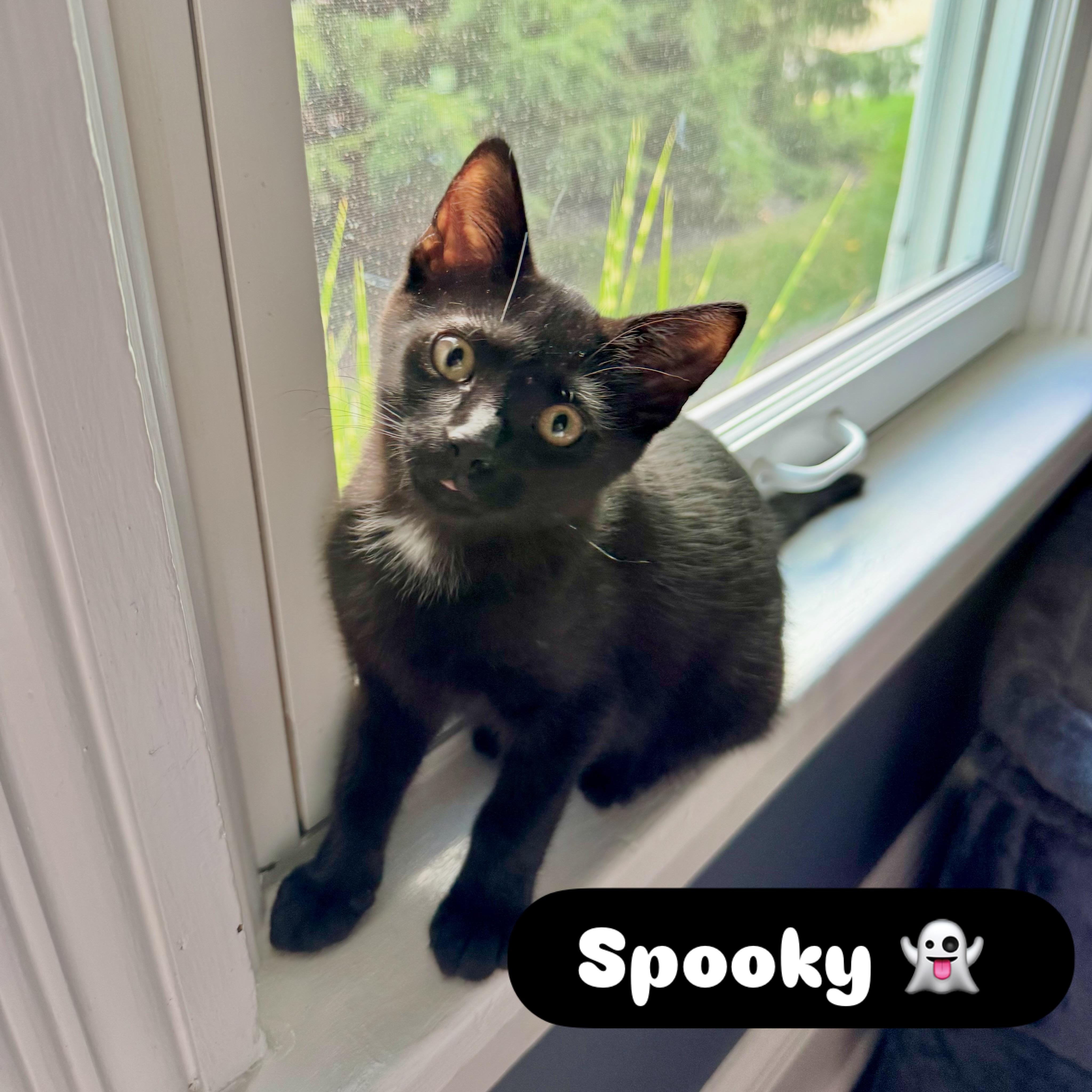 Enlarge Spooky, a Adoptable Domestic Short Hair in McDonald, PA image 1/2