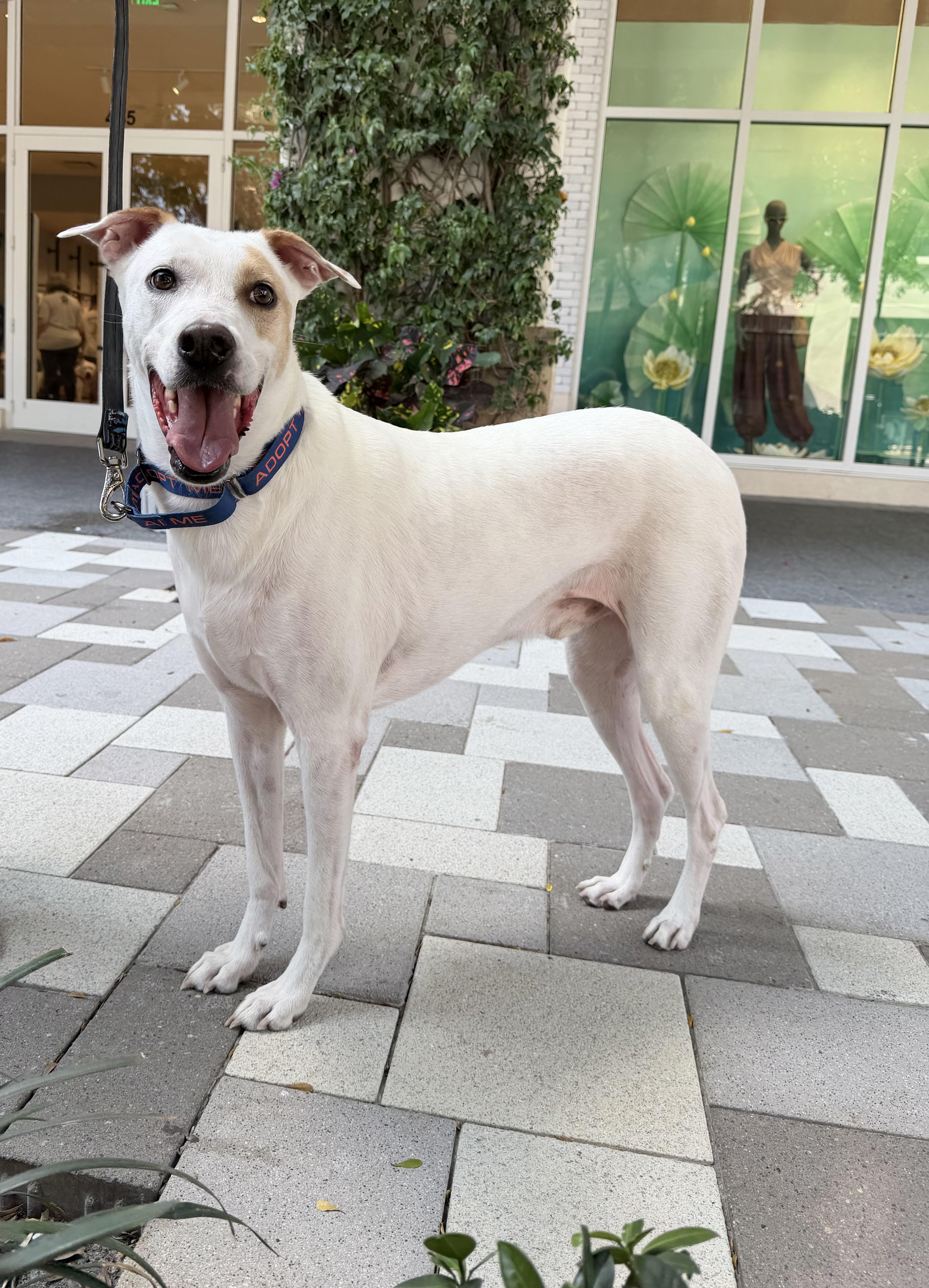 Finn (Bahamian Potcake), adopted, Adult Male Mixed Breed.