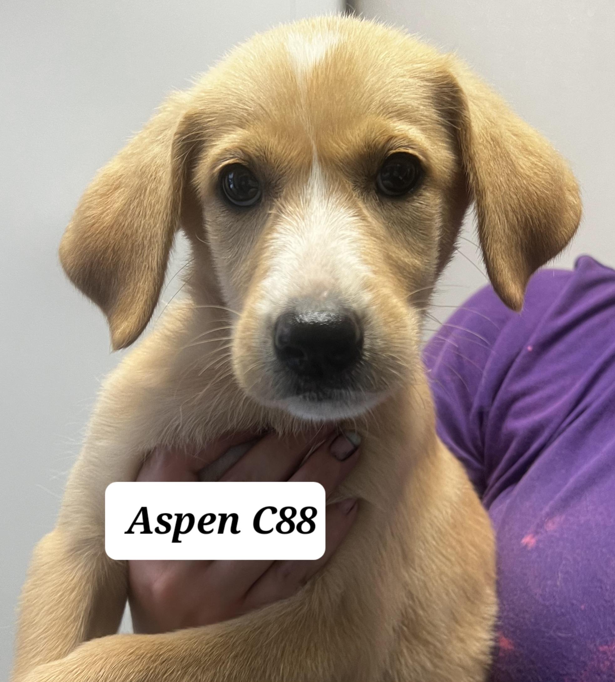 Enlarge Aspen, a ADOPTABLE mixed breed in Morganton, NC image 1/1