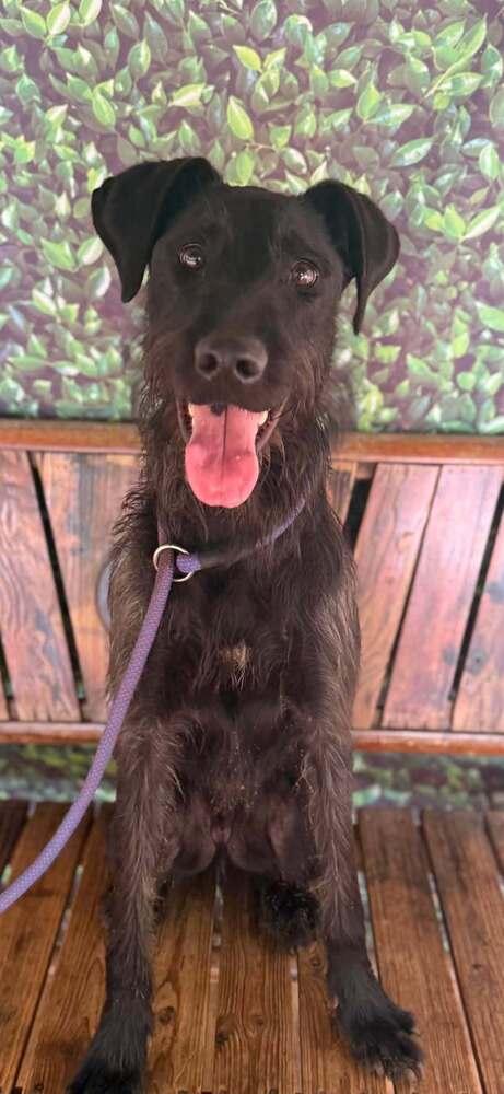 Napoleon Dynamite, Adoptable, Young Male Mixed Breed.