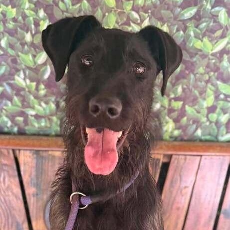 Napoleon Dynamite, a Adoptable mixed breed in Wayne, NJ image 1/2