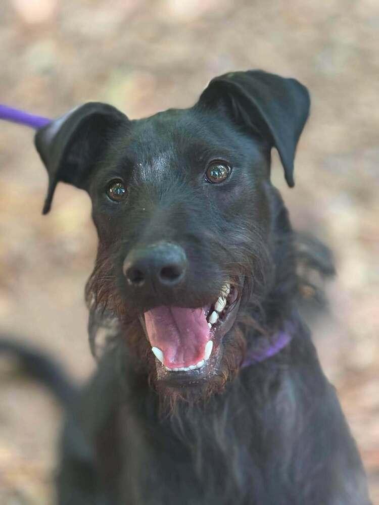 Napoleon Dynamite, a Adoptable mixed breed in Wayne, NJ image 2/2