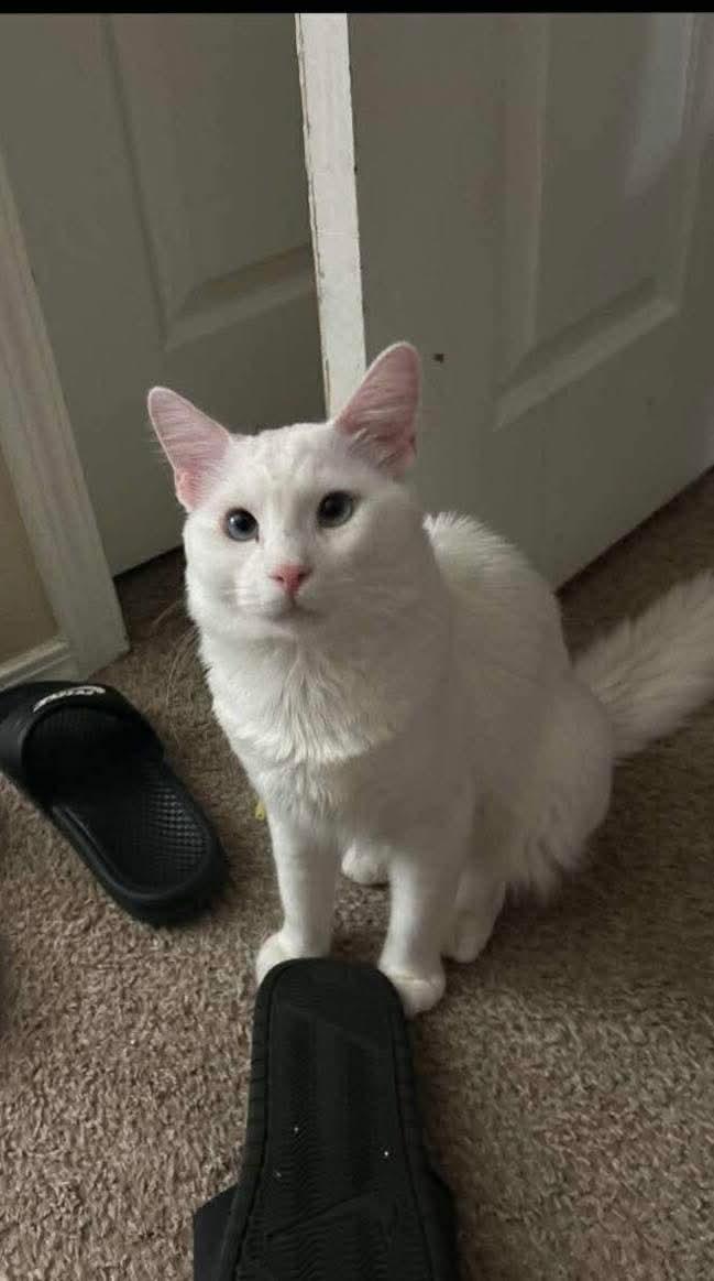 Enlarge Snowball, a Adopted Domestic Medium Hair in Glendale, AZ image 1/3