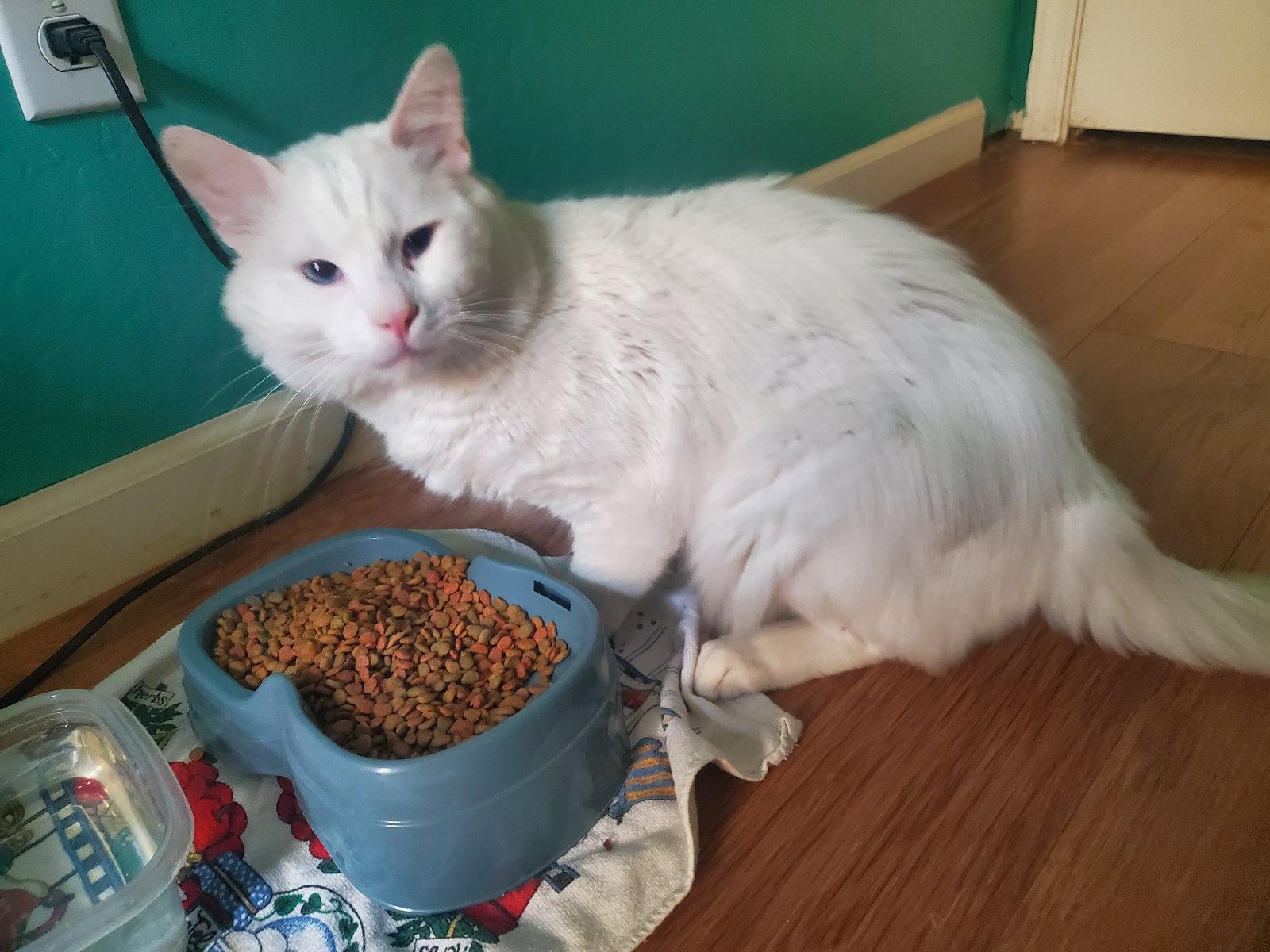 Enlarge Snowball, a Adopted Domestic Medium Hair in Glendale, AZ image 3/3