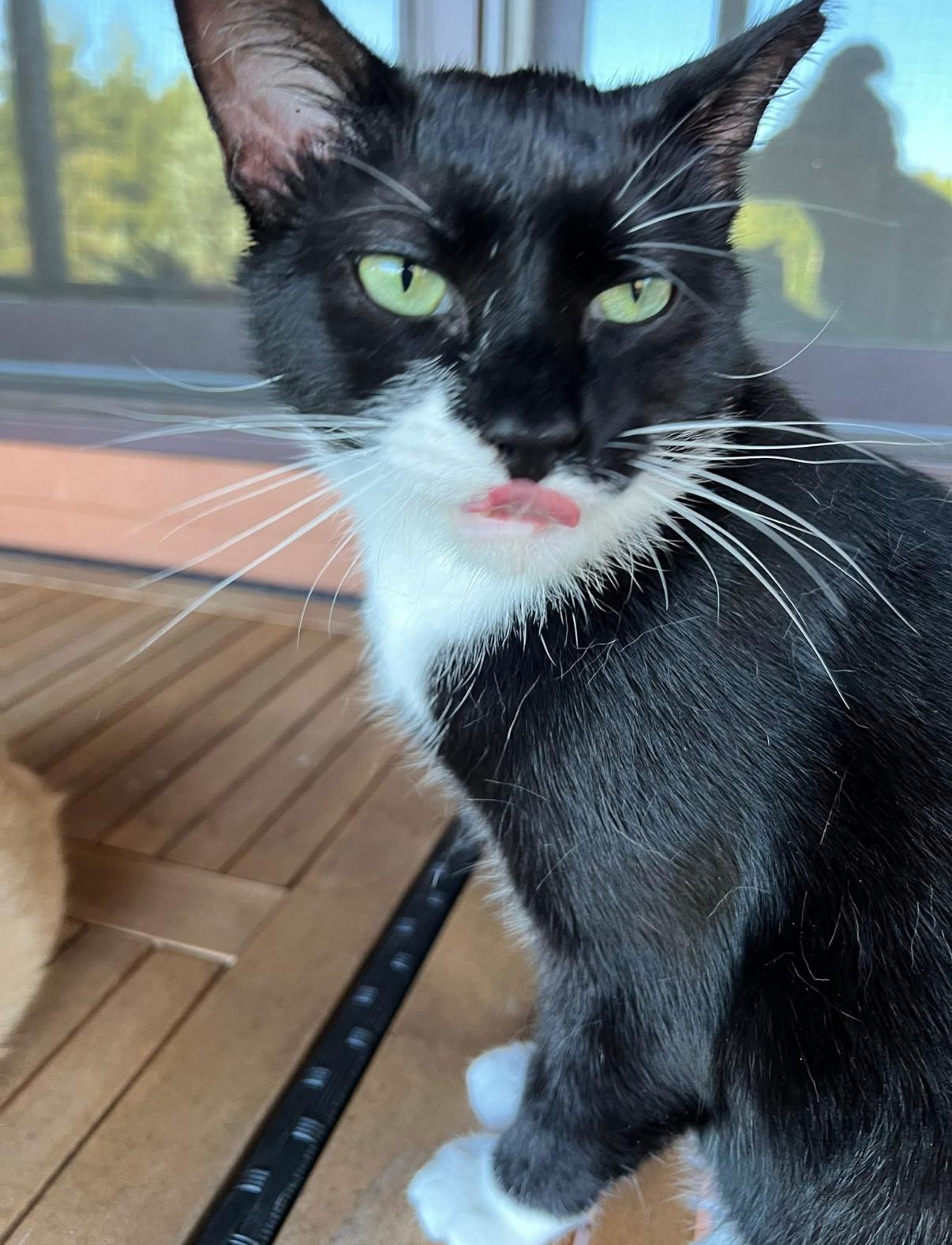 Braxton, ADOPTABLE, Adult Male Domestic Short Hair.