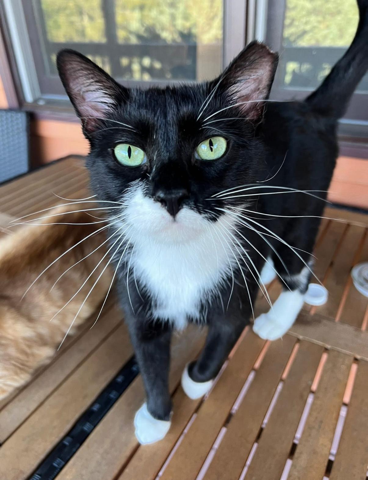 Enlarge Braxton, a ADOPTABLE Domestic Short Hair in Asheville, NC image 2/4