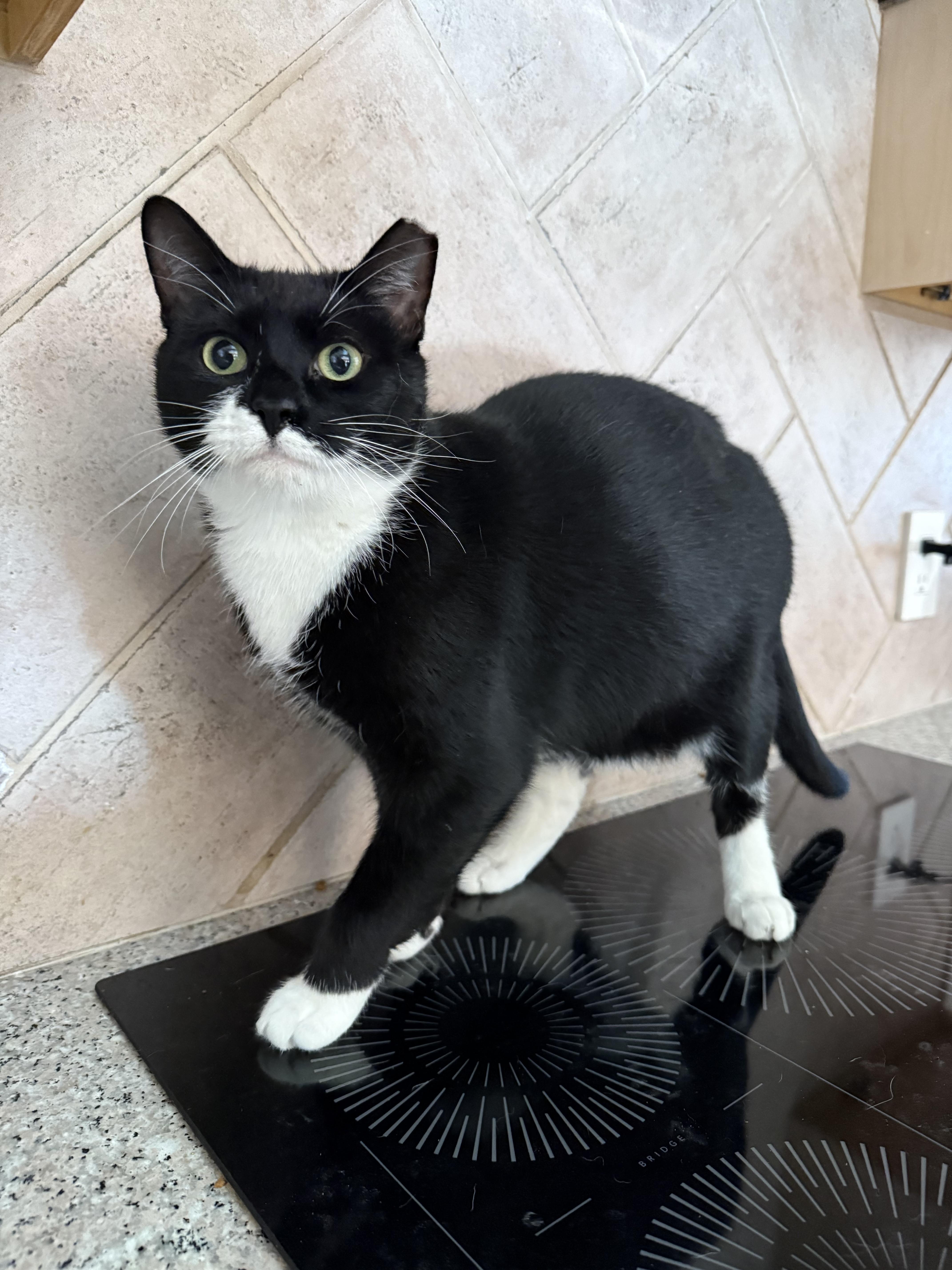 Enlarge Braxton, a ADOPTABLE Domestic Short Hair in Asheville, NC image 3/4