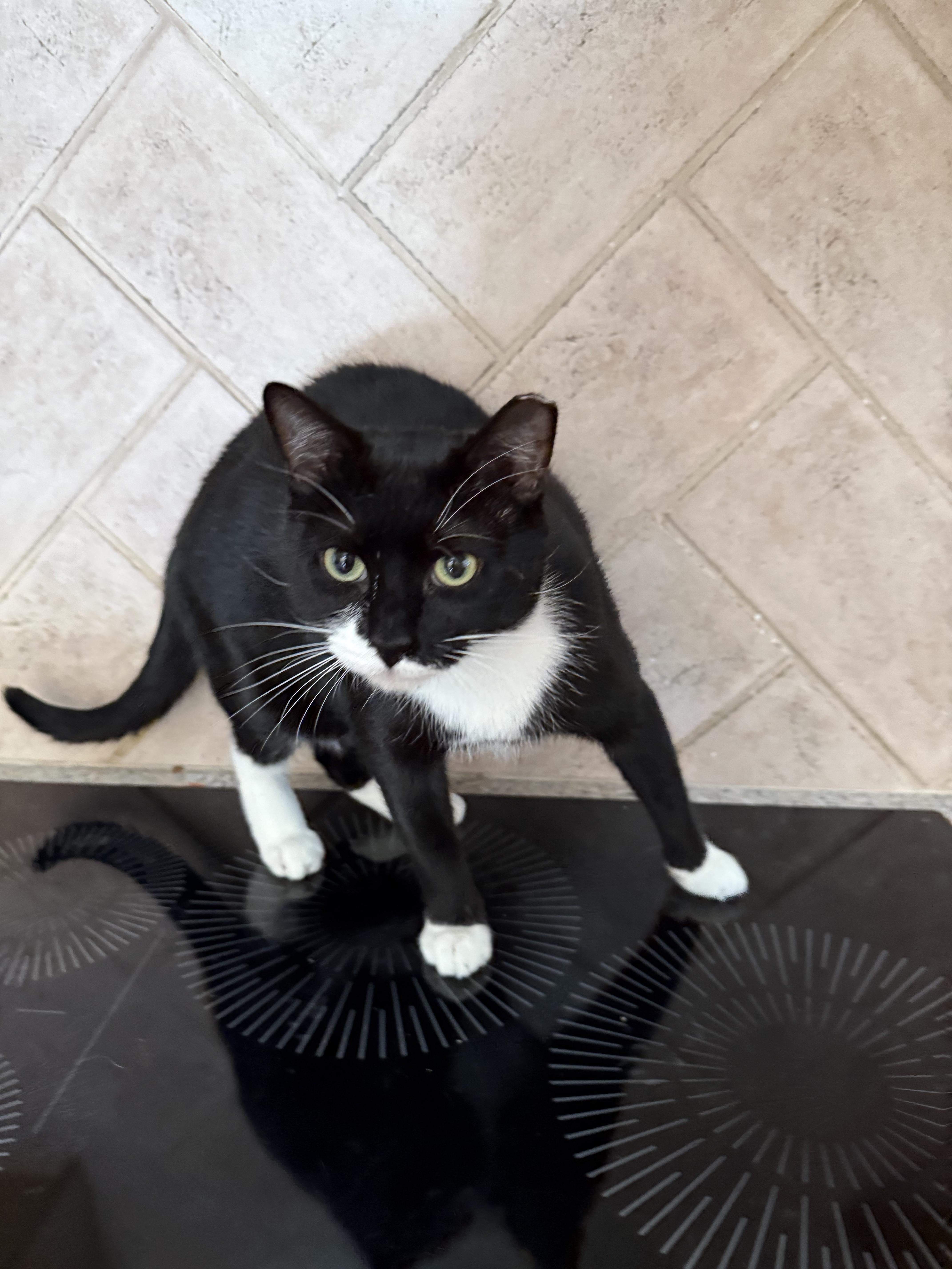 Enlarge Braxton, a ADOPTABLE Domestic Short Hair in Asheville, NC image 4/4