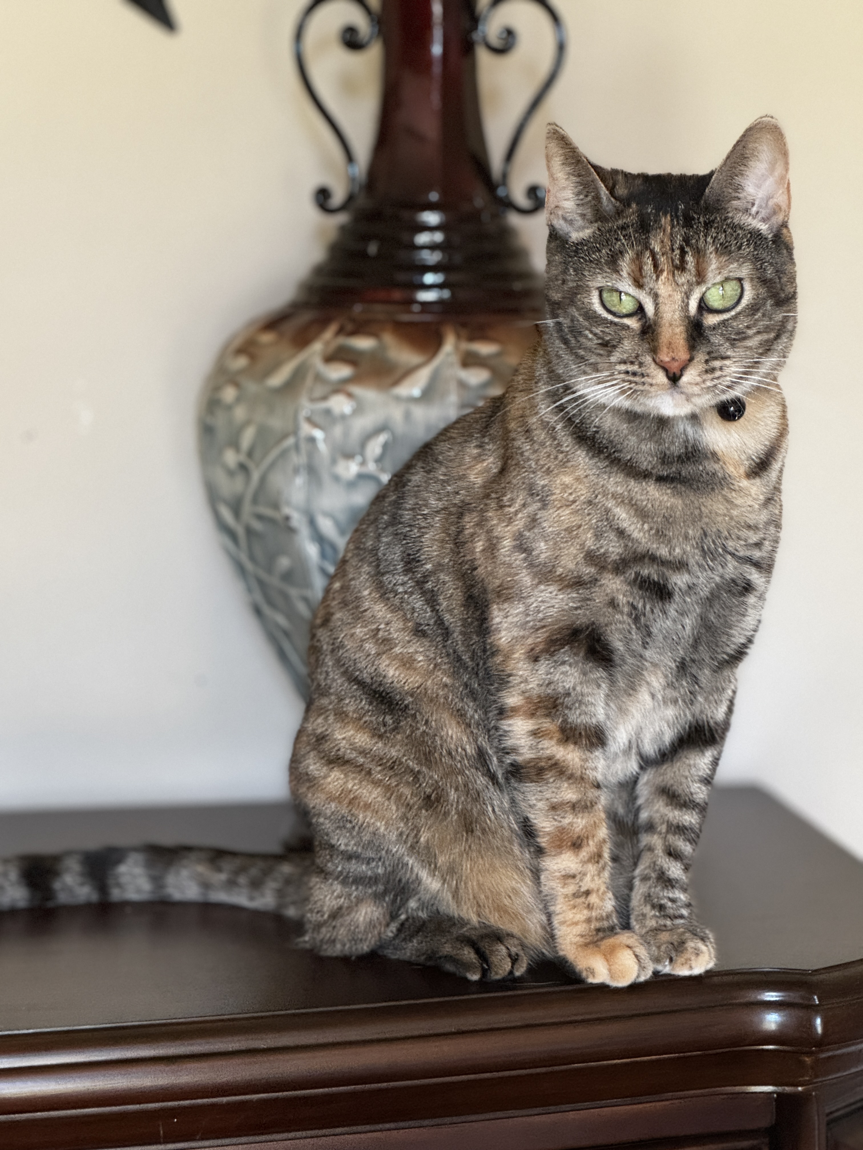 Tiger, a Adoptable mixed breed in Parker, TX image 4/6