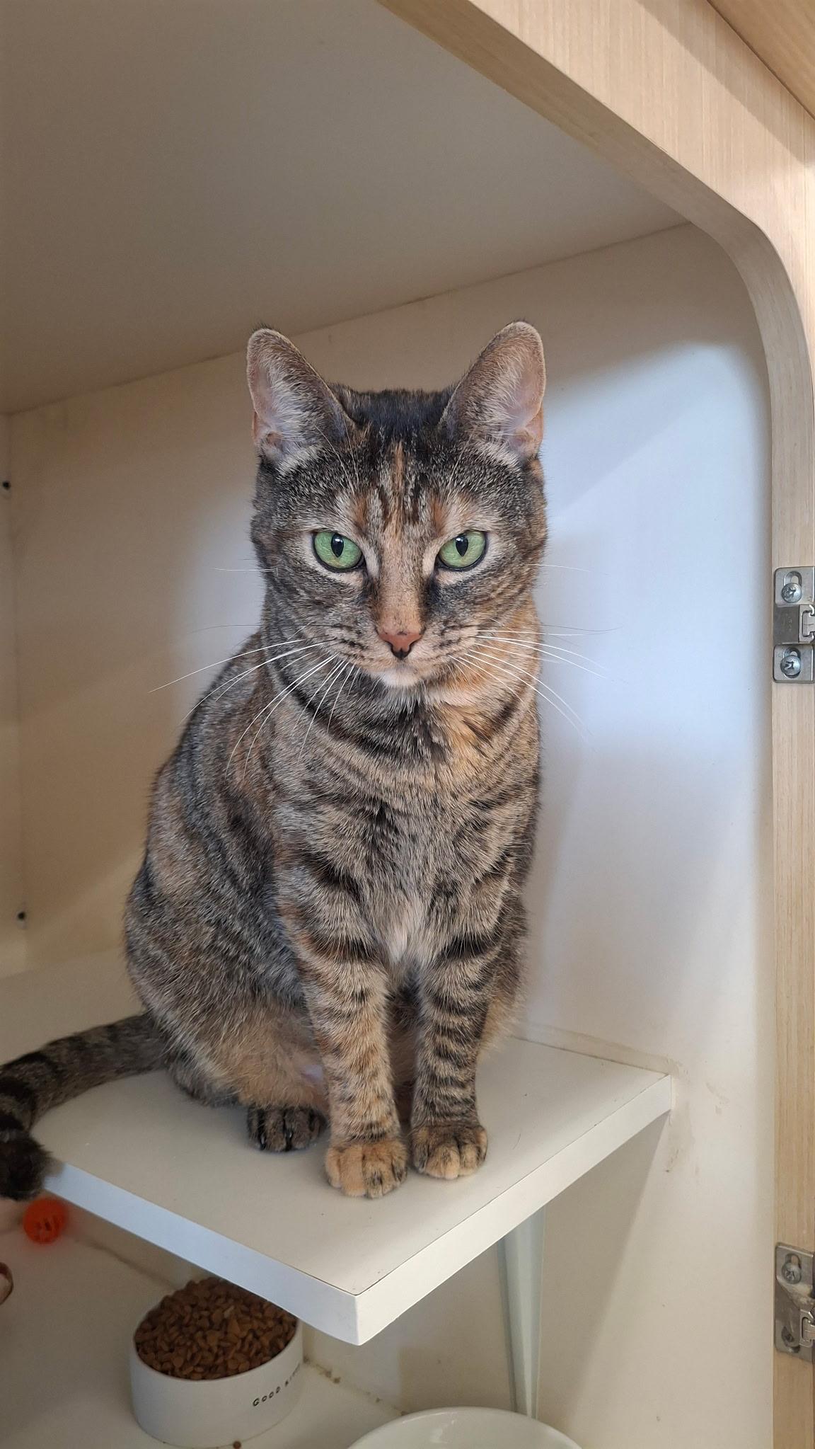 Tiger, an adoptable Torbie, Tabby in Parker, TX, 75002 | Photo Image 1