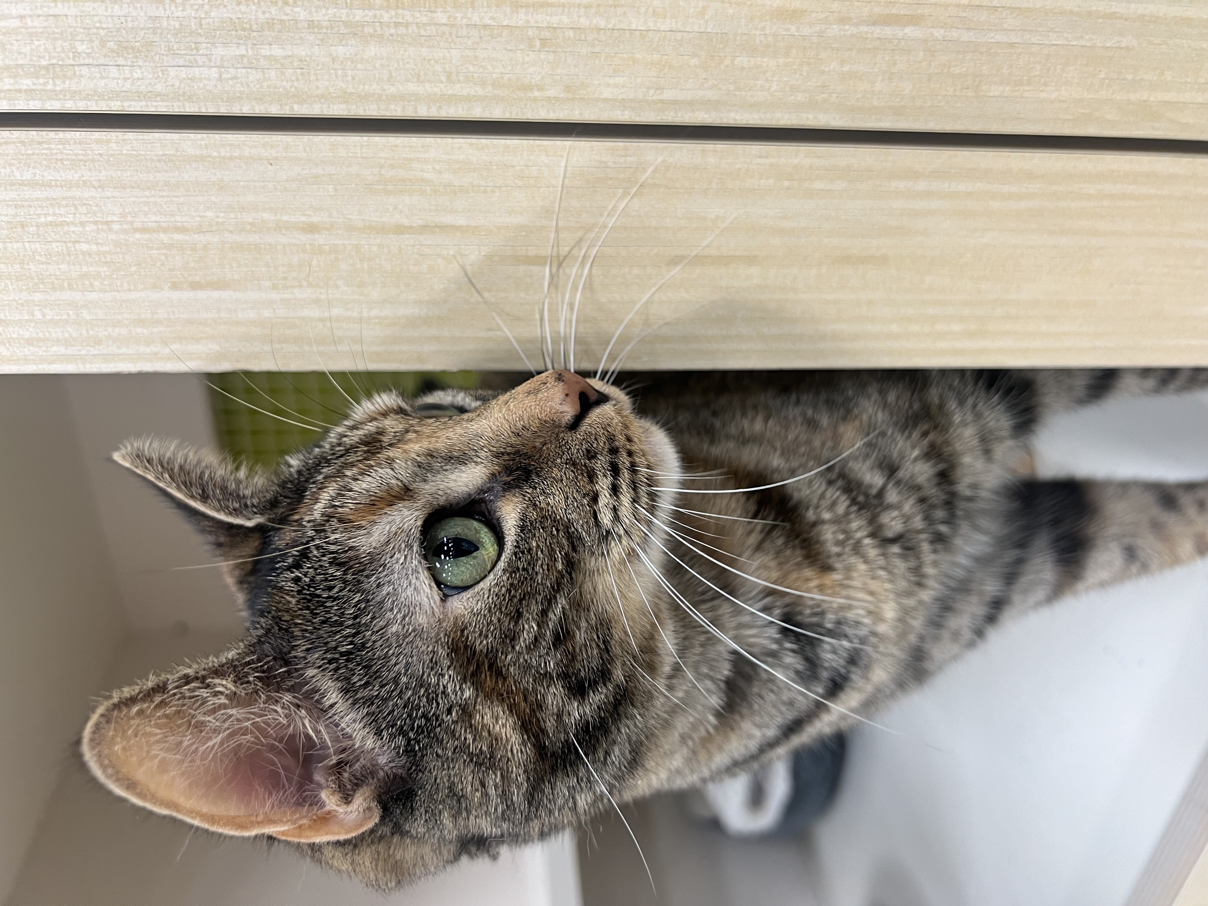 Tiger, a Adoptable mixed breed in Parker, TX image 6/6