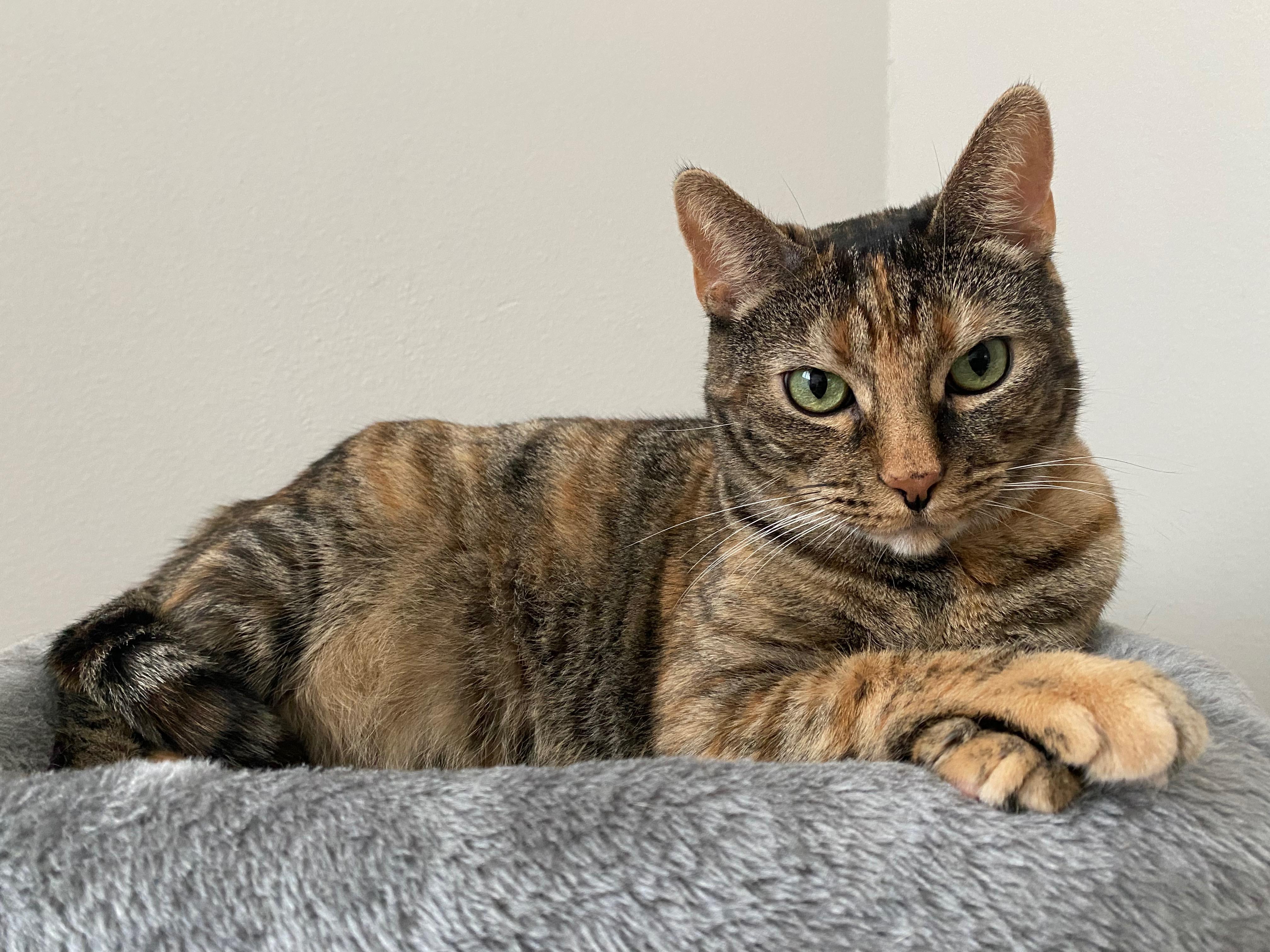 Tiger, an adoptable Torbie, Tabby in Parker, TX, 75002 | Photo Image 1