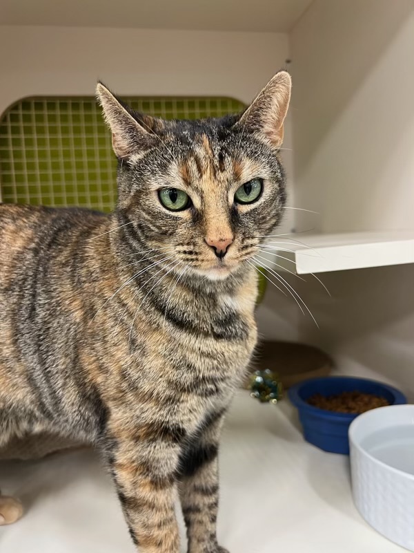 Tiger, a Adoptable mixed breed in Parker, TX image 3/6