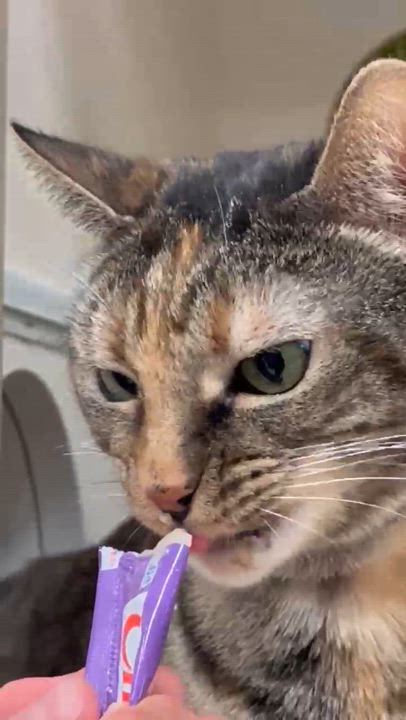 Enlarge Tiger, a Adoptable mixed breed in Parker, TX video 5/6