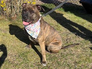 Stella Blue, a Adoptable mixed breed in Manhasset, NY image 3/4
