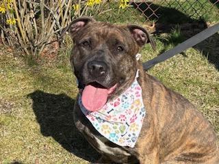 Stella Blue, a Adoptable mixed breed in Manhasset, NY image 2/4