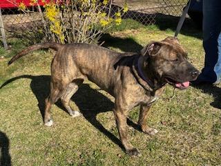 Stella Blue, a Adoptable mixed breed in Manhasset, NY image 4/4