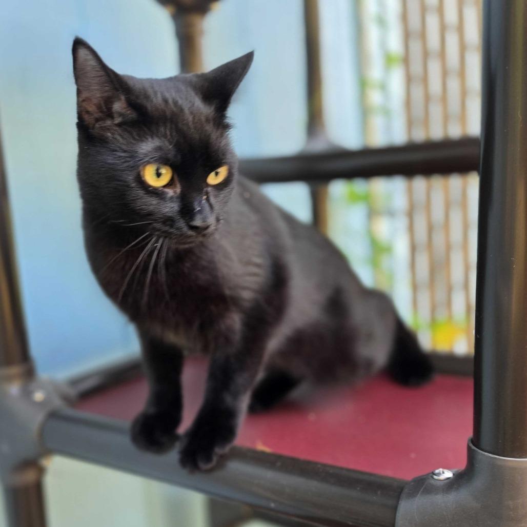 Lacy, Adoptable, Adult Female Domestic Short Hair.