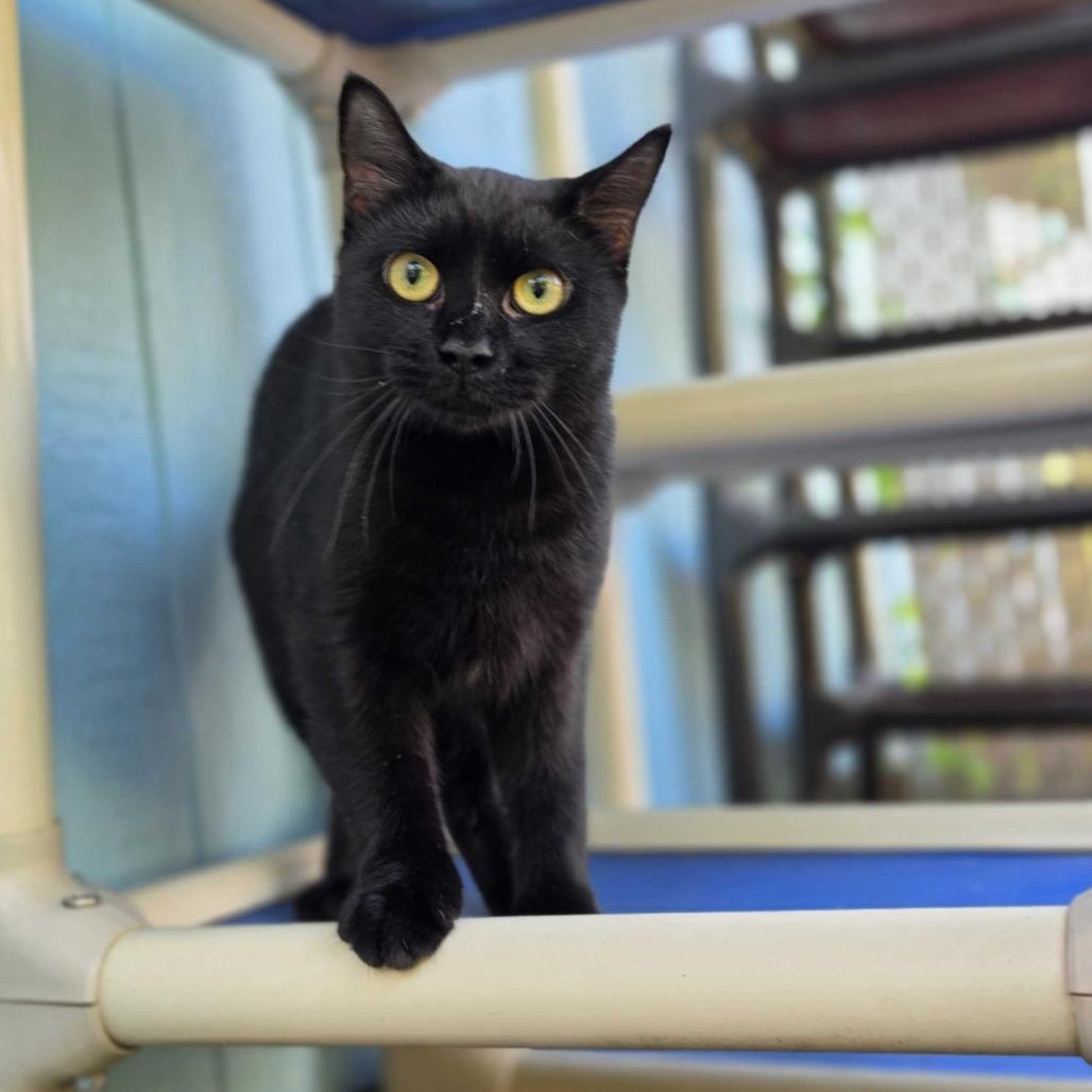 Enlarge Lacy, a Adoptable Domestic Short Hair in Jefferson city, TN image 2/4