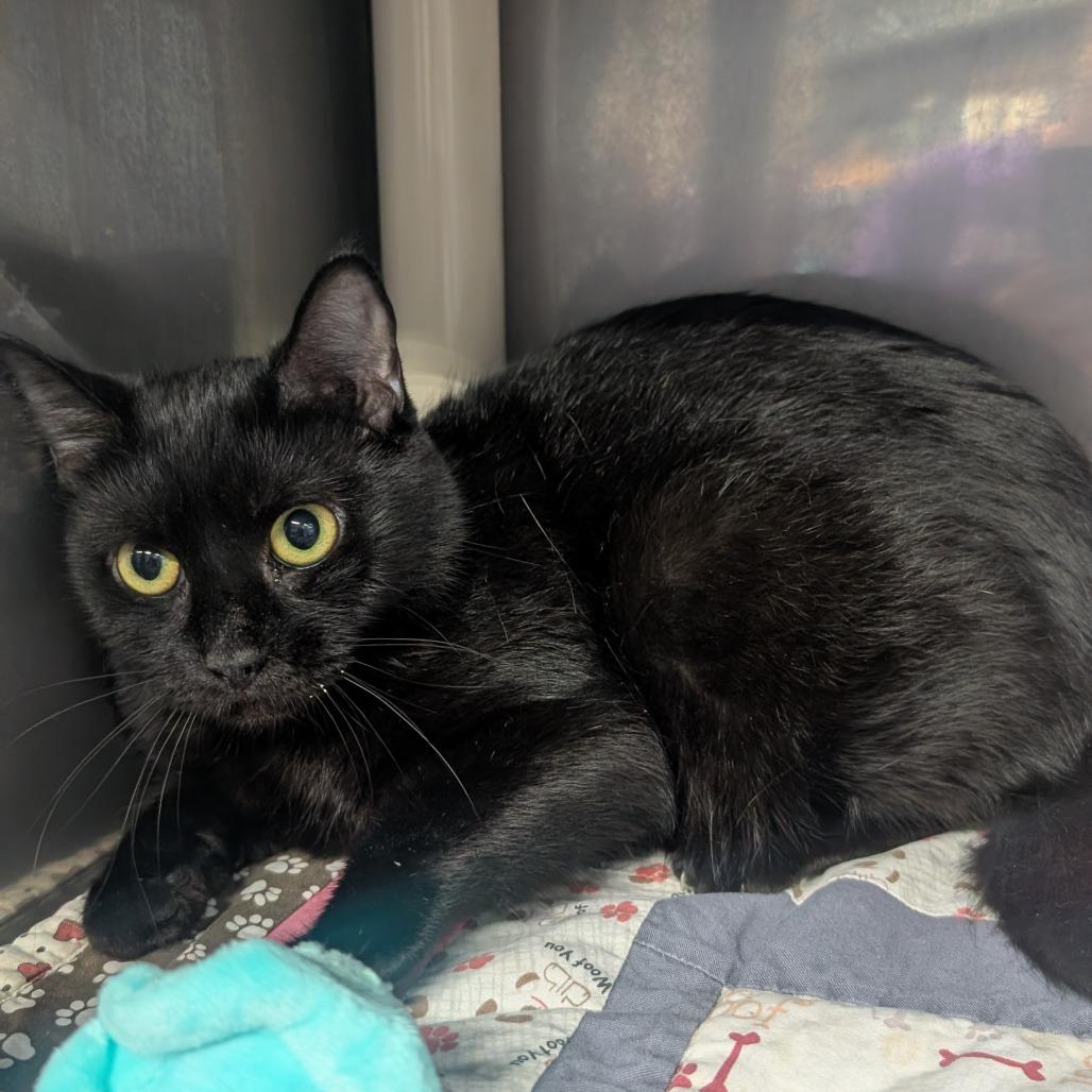 Enlarge Lacy, a Adoptable Domestic Short Hair in Jefferson city, TN image 3/4