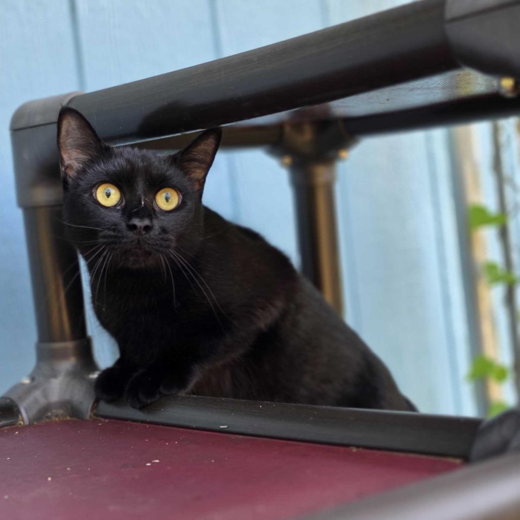 Enlarge Lacy, a Adoptable Domestic Short Hair in Jefferson city, TN image 4/4