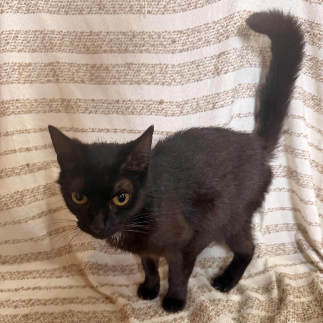 Speckle (SJ), a Adoptable mixed breed in Morganfield, KY image 1/3