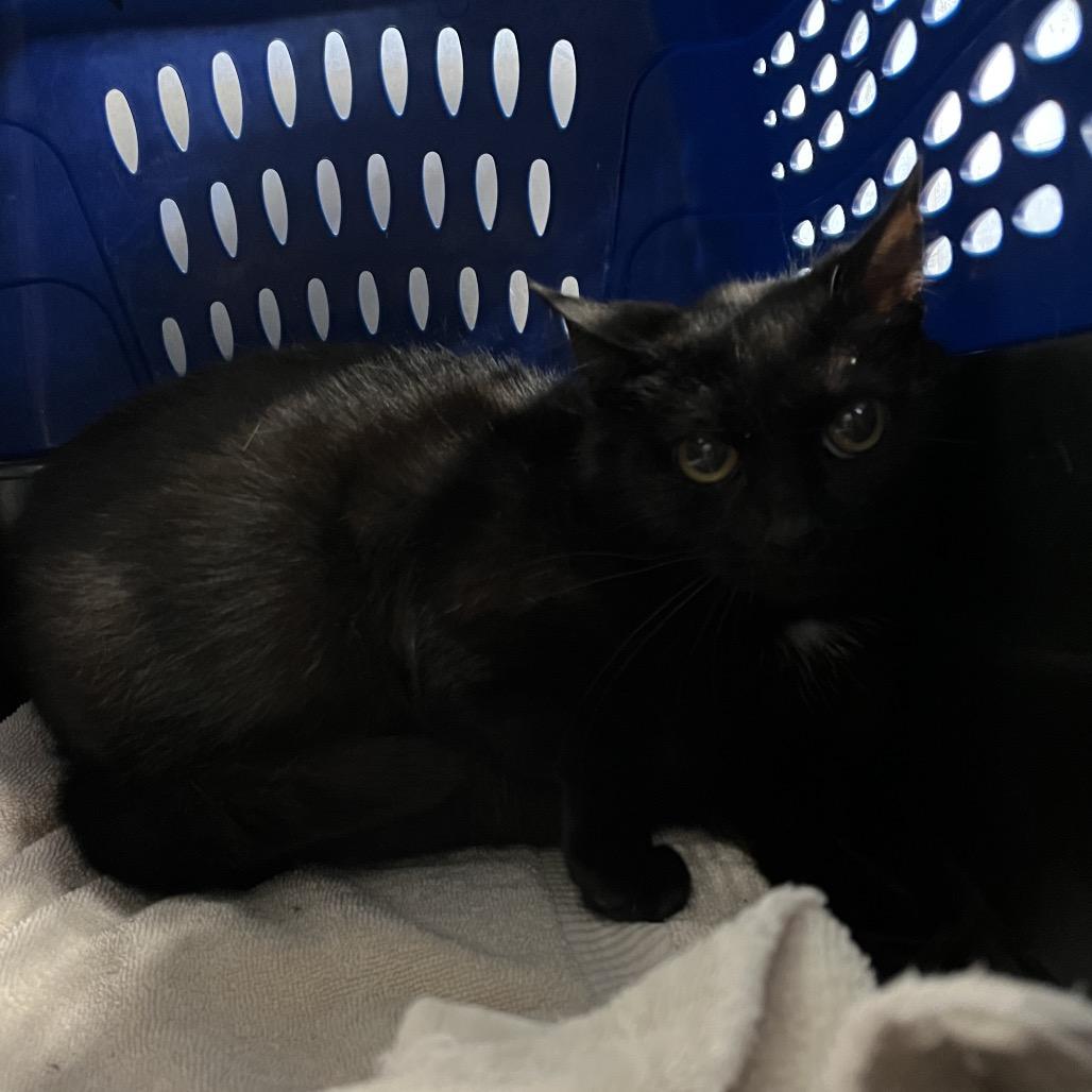 Speckle (SJ), a Adoptable mixed breed in Morganfield, KY image 2/3