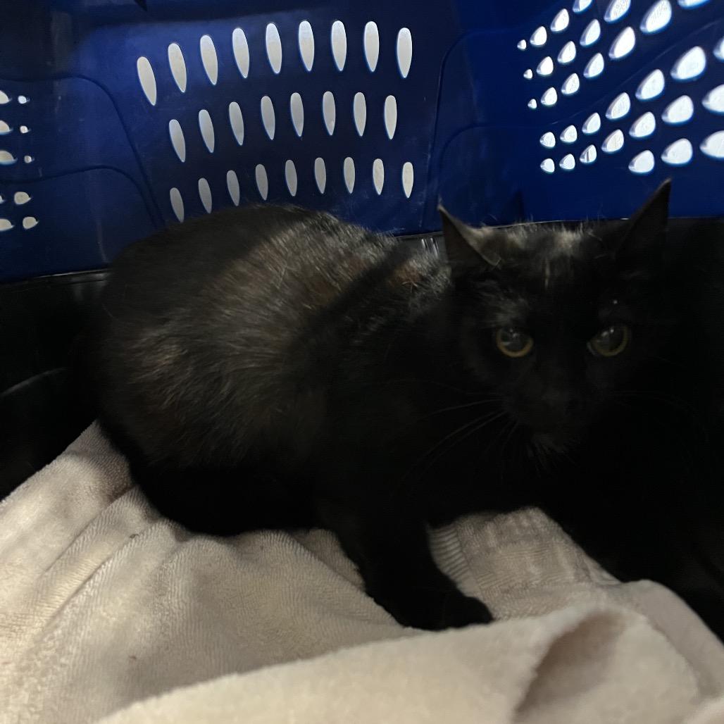 Speckle (SJ), a Adoptable mixed breed in Morganfield, KY image 3/3