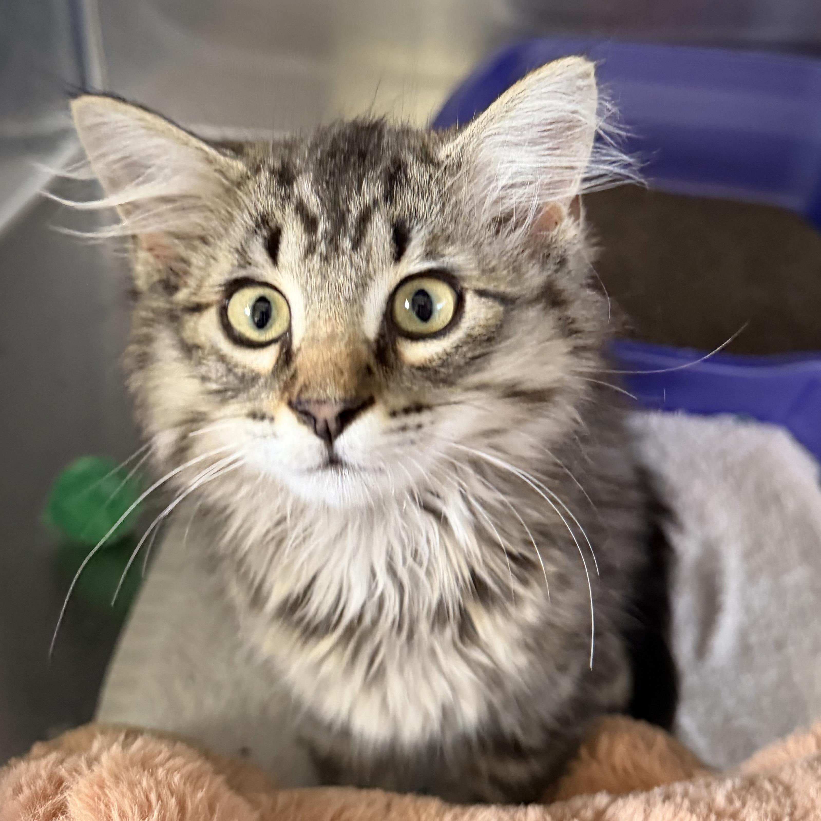 Scaggie, adopted, Kitten Female Domestic Medium Hair.