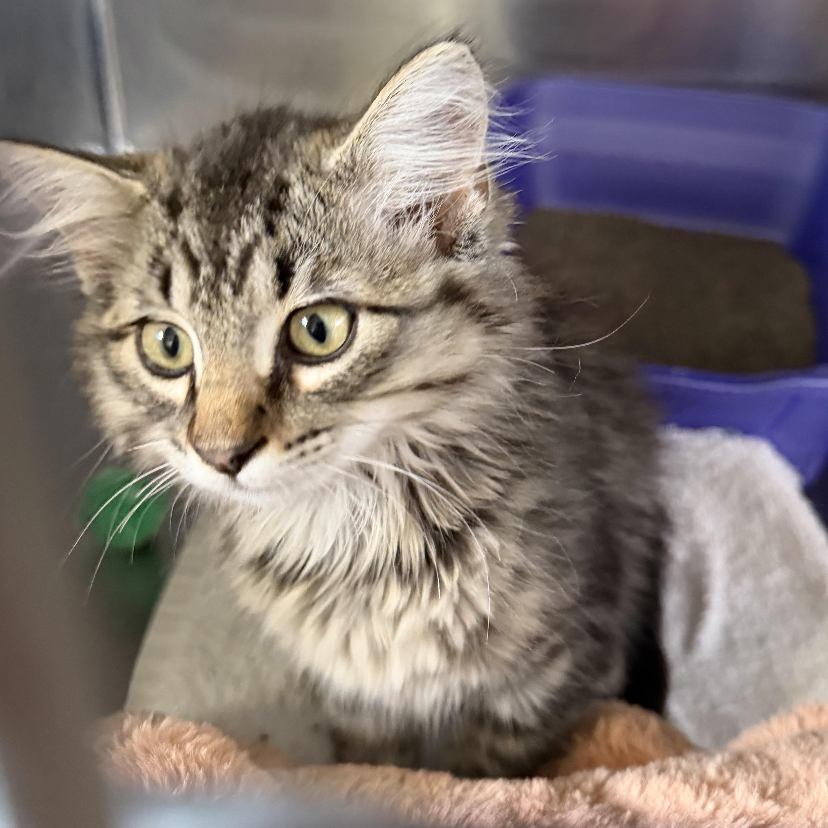 Enlarge Scaggie, an adopted mixed breed in Trenton, MO image 3/3